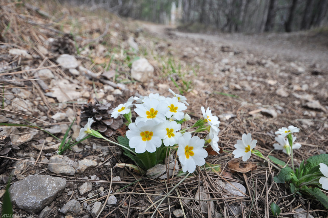 крымские цветы весна