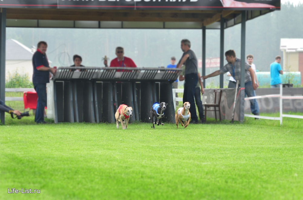 чемпионат по собачьим бегам 2013 году горный щит