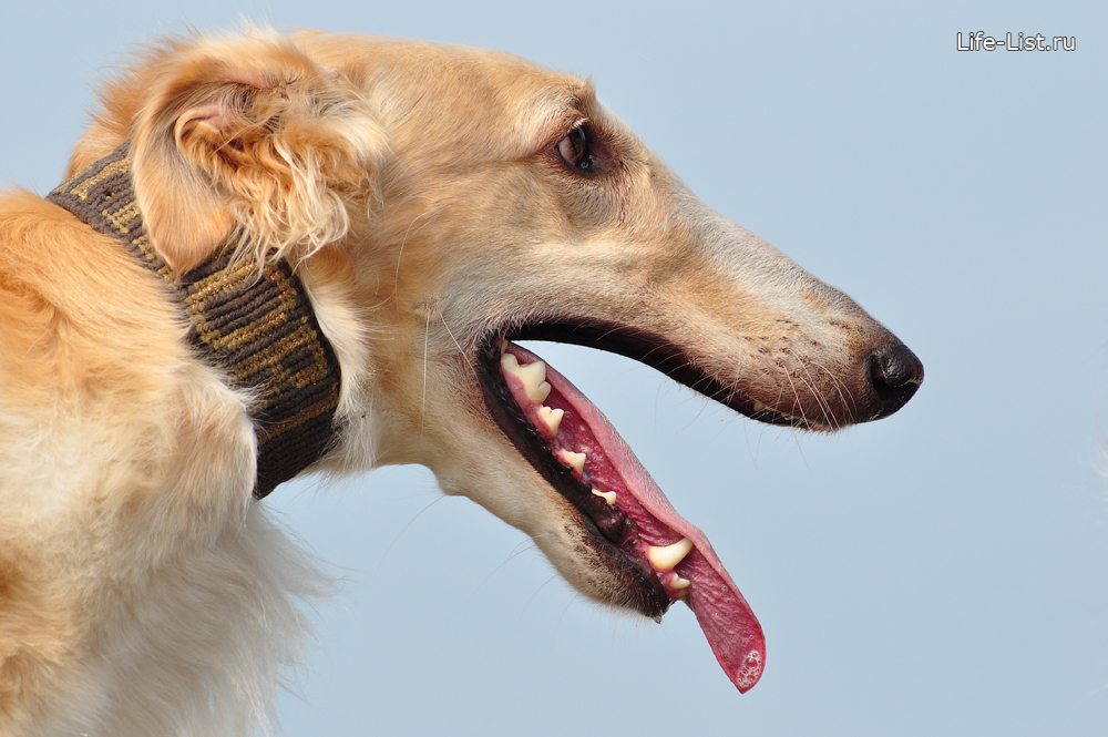 русская борзая красивое фото собачьи бега
