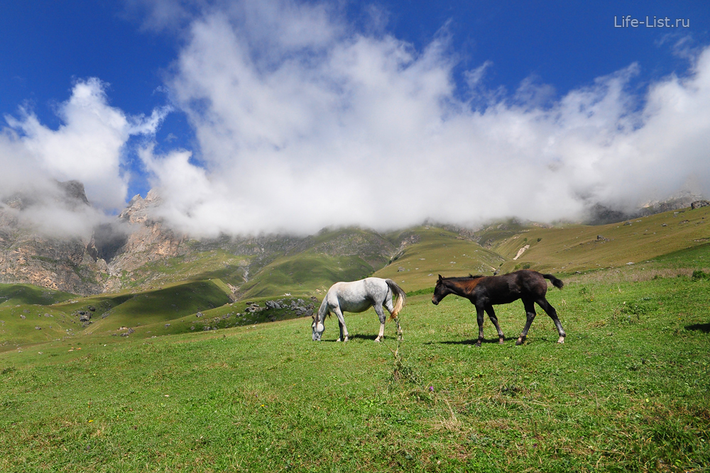 лошади на альпийских горах Ингушетии фото
