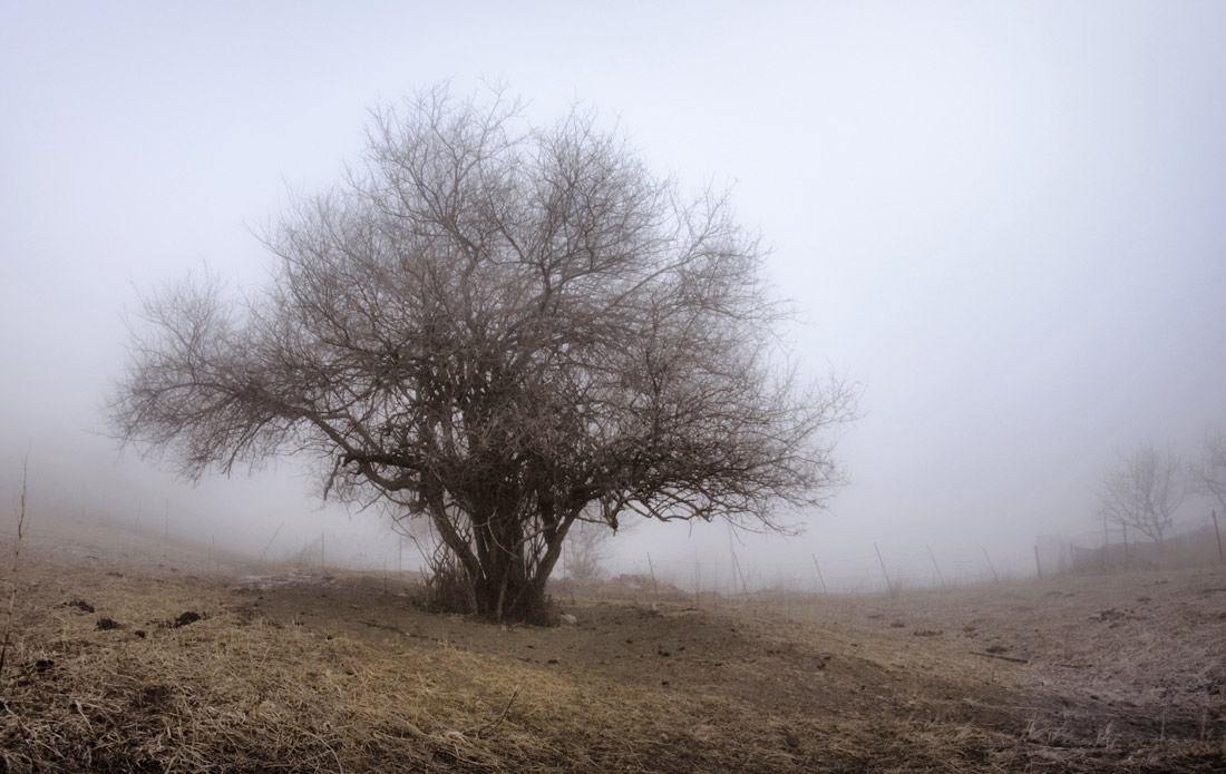 мистическое дерево в тумане