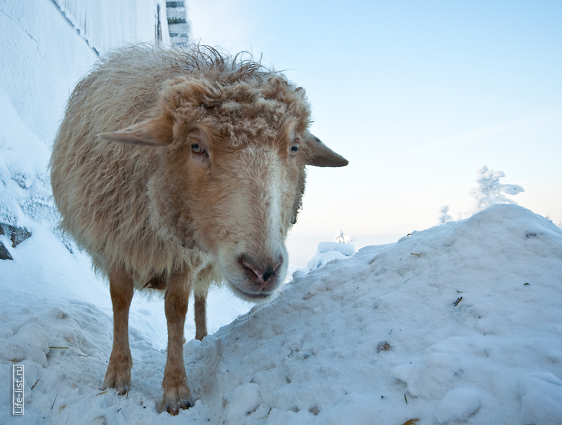 Овца фото Виталий Караван